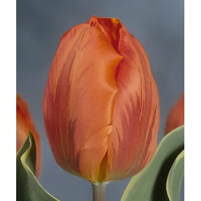 Fire Queen / Файер Квин