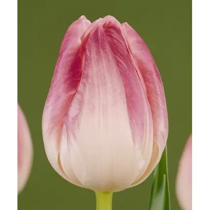 First Class / Фирст Класс