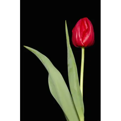 First Lion / Фирст Лион