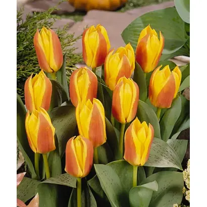 First Love / Фирст Ловэ