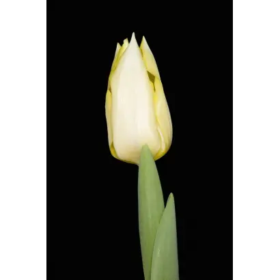 First Nine / Фирст Нинэ