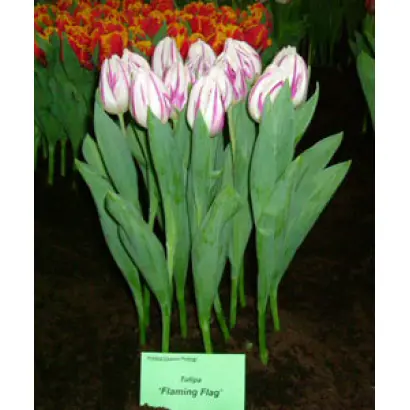 Flaming Flag / Фламинг Флаг