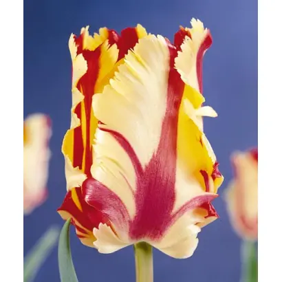 Flaming Parrot / Фламинг Паррот