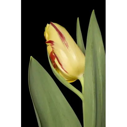 Flaming Perfection / Фламинг Перфектион