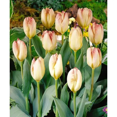 Flaming Purissima / Фламинг Пуриссима