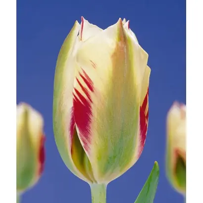 Flaming Springgreen / Фламинг Спринггрээн