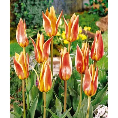 Flaming Star / Фламинг Стар