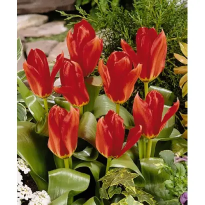 Flaming Youth / Фламинг Йос