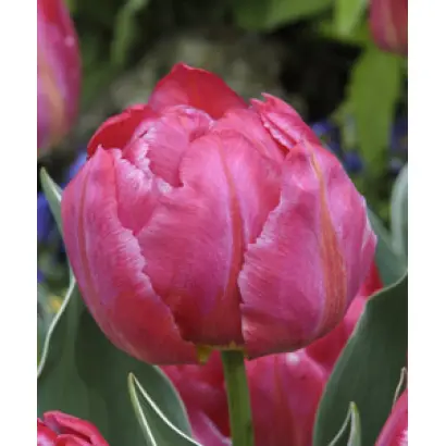 Flash Point / Флаш Поинт