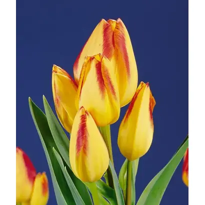 Florette / Флорэттэ