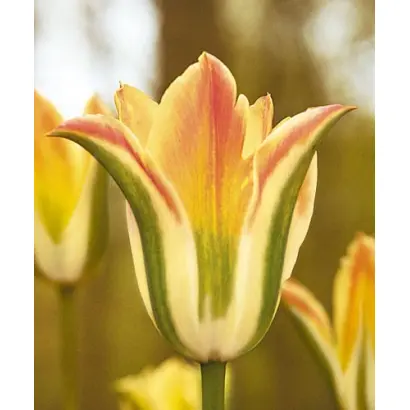 Florosa / Флороса