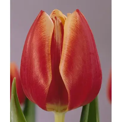 Flower Princess / Фловэр Принцэсс