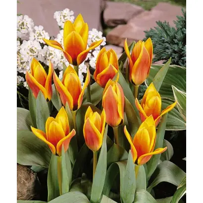 Flowerdale / Фловердаль