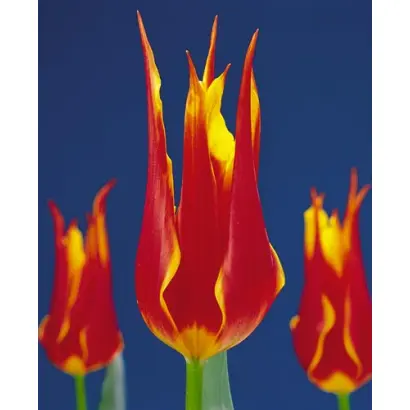 Fly Away / Флай Авэй