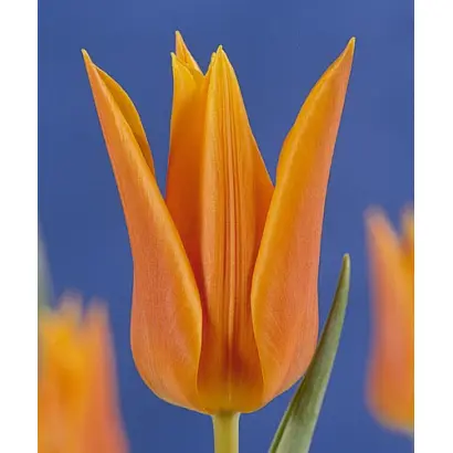 Fokker Fan-Fan / Фоккэр Фан-Фан