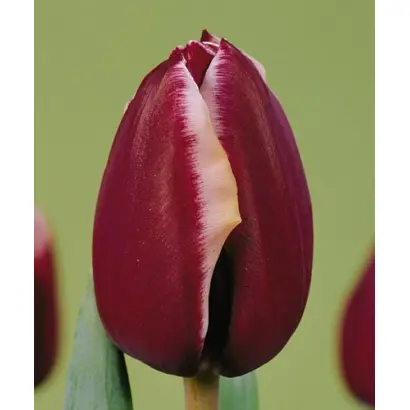 Fontainebleau / Фонтаинэблэау