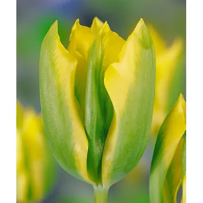 Formosa / Формоса