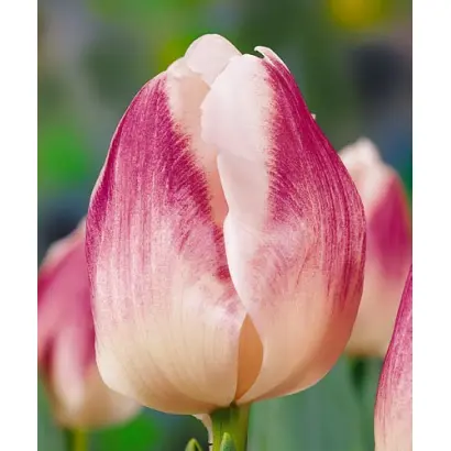 Fortuna / Фортуна