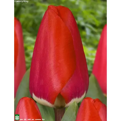 Fostery King / Фостери Кинг