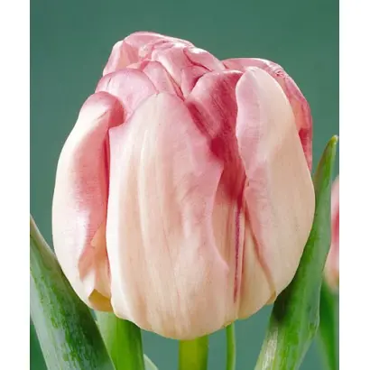 Foxtrot / Фоxтрот