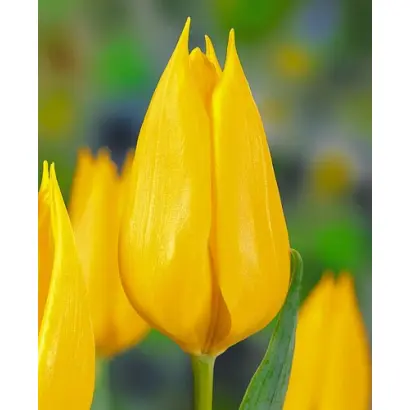 Franeker / Франэкэр