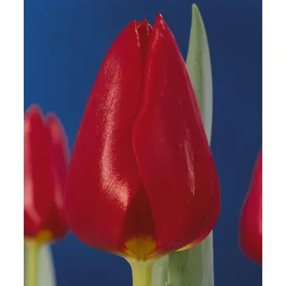 Frankfurt / Франкфурт