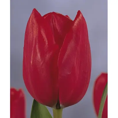 Fred Meijer / Фрэд Мэиер