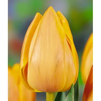 Freeman / Фриман