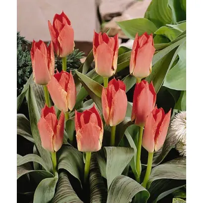 Fresco / Фреско