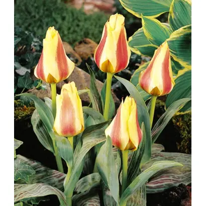 Frieda van Hasselt / Фрида ван Хасселт