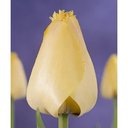 Fringed Elegance / Фрингэд Элеганс