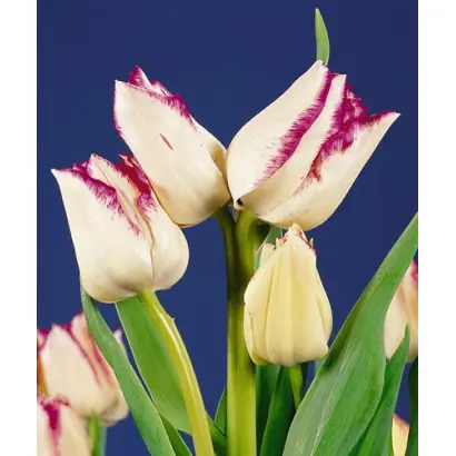 Frisby / Фрисби