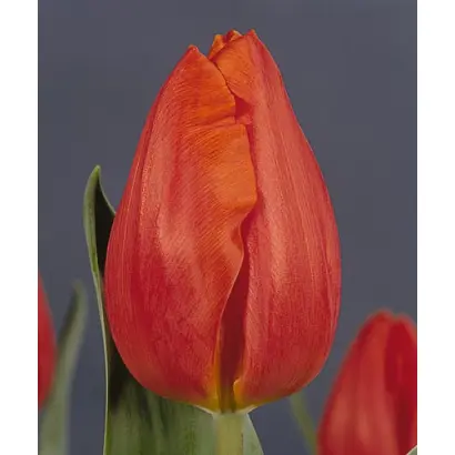 Frohnleiten / Фрохнлеитен