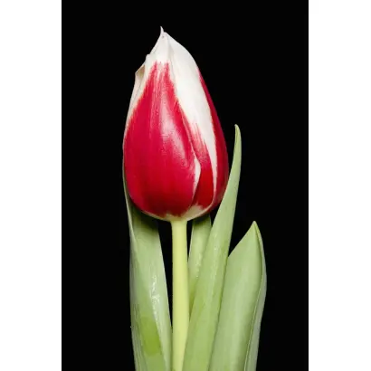 Full House / Фулл Хаус