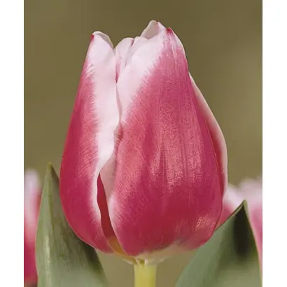 Funny Girl / Фанни Герл