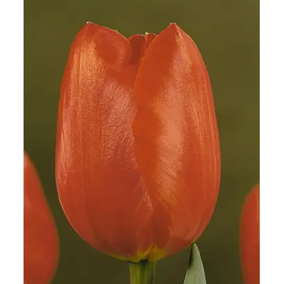 Furore / Фурорэ