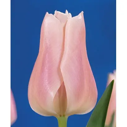 Gabriella / Габриэлла