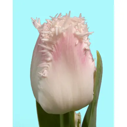 Galerie / Галэриэ