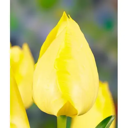 Galina / Галина