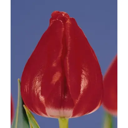 Gander Special / Гандэр Спэциал