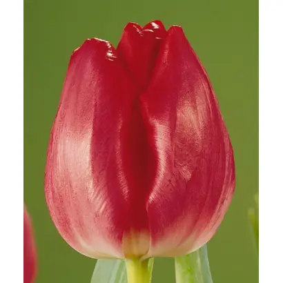 Ganderamo / Гандэрамо