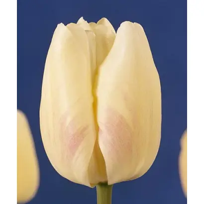 Gander's Ouverture / Гандэр'с Оувэртурэ