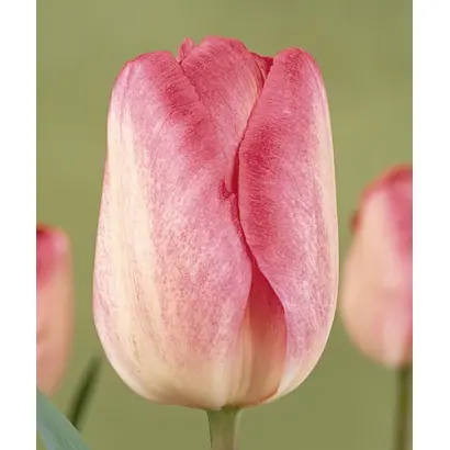 Gander's Rhapsody / Гандэрс Рапсоди