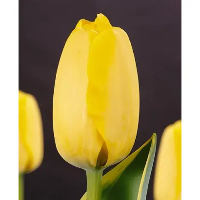 Garant / Гарант