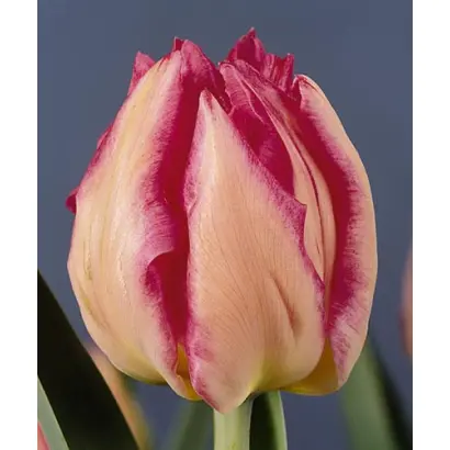 Garanza / Гаранза