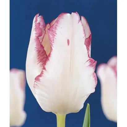 Garden Beauty / Гардэн Бюти