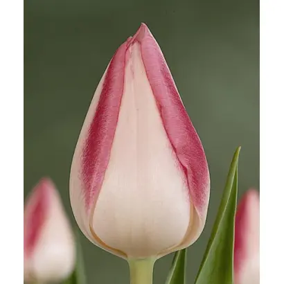 Garden Party / Гардэн Парти