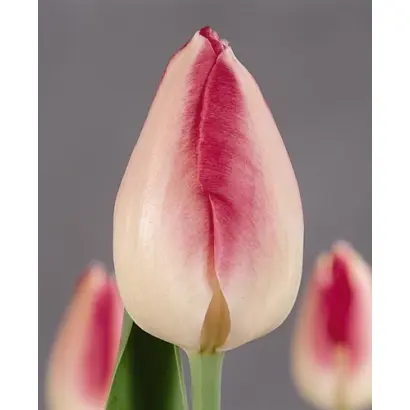 Garden Picture / Гардэн Пикчюр