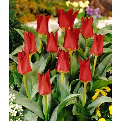 Garden Show / Гардэн Шов