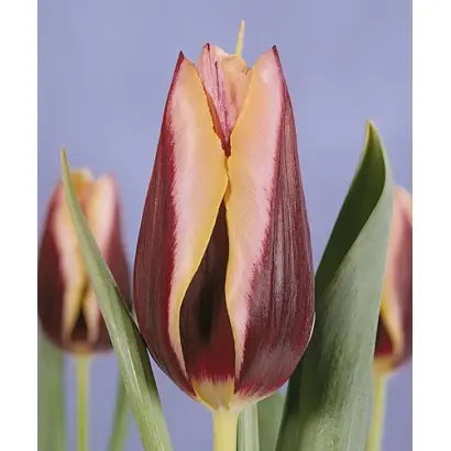 Gavota / Гавота